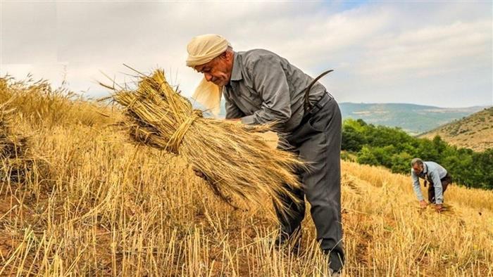 خرید ۲۴۳ هزار تن گندم از کشاورزان کرمان