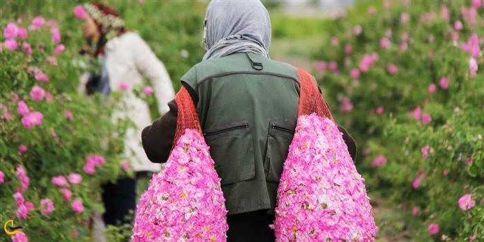 مدیرکل میراث‌فرهنگی استان کرمان : لاله‌زار را به قرق جنگلی برای طبیعت‌دوستان تبدیل کنیم