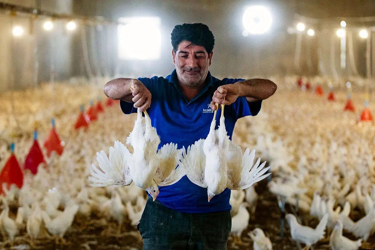 هشدار به مرغداران: تنش گرمایی ناشی از گرما و قطعی برق را جدی بگیرید هشدار به مرغداران: تنش گرمایی ناشی از گرما و قطعی برق را جدی بگیرید