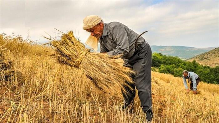 مشکلات کشاورزان بر مسایل امنیتی تاثیر می‌گذارد/بازاریابی چالش بزرگ کشاورزان جنوب کرمان