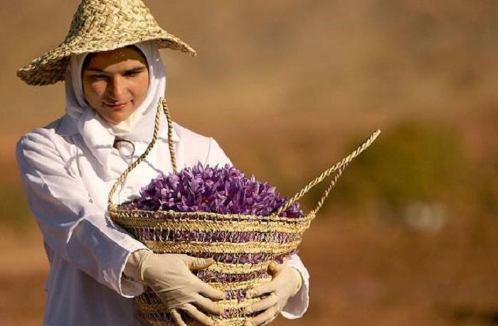 برگزاری جشنواره زعفران دهستان راویز رفسنجان